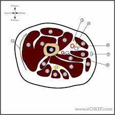 Computed tomography and magnetic resonance imaging. Thigh Cross Section Eorif
