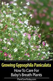 Pin On Best Of Plantcaretoday
