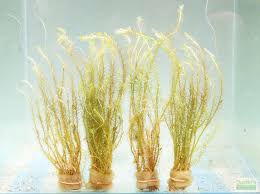 Image result for Mayaca