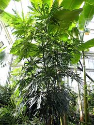 Image result for Plerandra