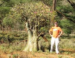 Image result for Homalium dentatum