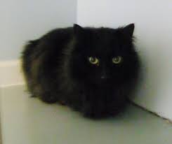 Long Hair Black Cat Fluffy Black Cat Fluffy Cat Cats