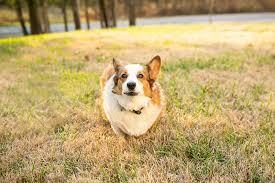 1308 sherwood avenue richmond, va 23220. Happy Tails Norman And Gracie The Corgi Duo Nashville Daily Dog Tag