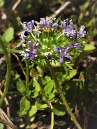 Image result for Polemoniaceae