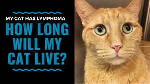 But even in older cats, cancer is more sporadic than it is in dogs. Prognosis And Life Expectancy For Feline Lymphoma Vlog 99 Youtube