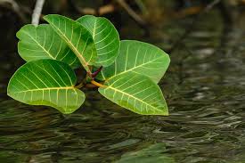 Image result for Terminalia trichopoda