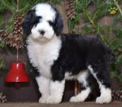 Black And White Sheepadoodle For Sale Twinkle Sheepadoodle Puppy For Sale In Fresno Oh Lancaster Puppies Sheepadoodle Puppy Puppies For Sale Sheepadoodle