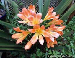 Image result for Clivia miniata