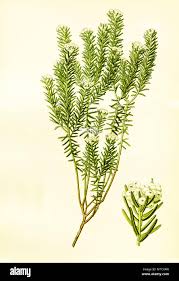 Image result for Phylica ericoides