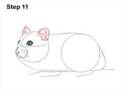 How to draw a hamster. How To Draw A Hamster Dwarf Video Step By Step Pictures