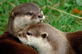 Do they make good pets? Pet Otter Otters Cute River Otter Otters