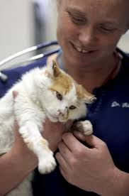 Displaced Sonoma County residents keep up search for animals lost in fires 