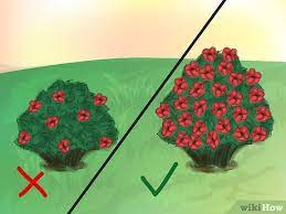 The first thing you will need to do is to select a place where. 4 Ways To Grow Knockout Roses Wikihow