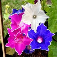 If it contains no data, the first tasks are to check all the links, to clarify nomenclature and to upload photos from wikimedia commons. Morning Glory Seeds Kikyo Zaki Mix Flower Seeds In Packets Bulk Eden Brothers