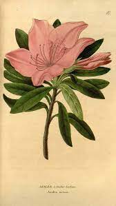 Pin On Botanicals