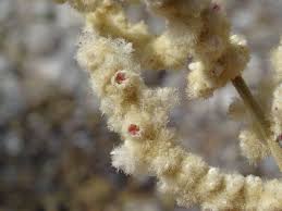 Image result for Aerva javanica