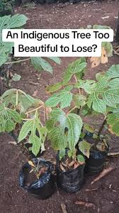 Image result for Psydrax parviflora