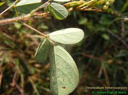 Image result for Rhynchosia tricuspidata