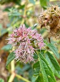 Image result for Cyathula orthacantha