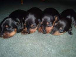 Dachshunds are scent hound dogs bred to hunt badgers and other tunneling animals, rabbits, and foxes. Ckc Miniature Dachshund Puppies For Sale For Sale In Hanna Indiana Classified Americanlisted Com