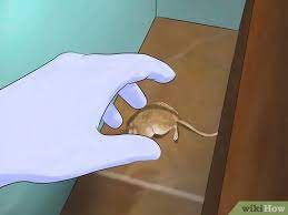 Use natural briquettes for better results. How To Remove Dead Animal Odor 12 Steps With Pictures Wikihow