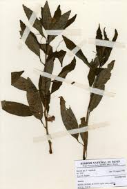 Image result for Impatiens irvingii