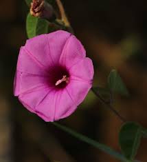 Image result for Ipomoea rubens