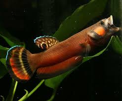 Wild Betta Ikan Cupang Ikan Ikan Akuarium