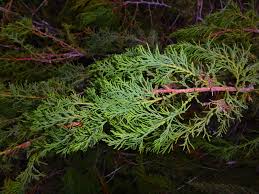 Image result for Juniperus procera