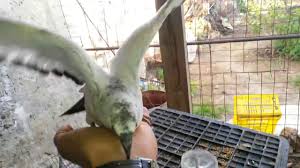 Comment Dresser Un Pigeon Partie 1 Youtube