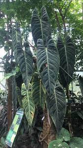 A Massive Philodendron Melanochrysum In Philodendron Philodendron Plant Alocasia Plant
