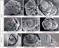 Image result for Courtoisina assimilis