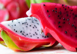 Find the perfect dragon fruit tree stock photo. Kutch Agro