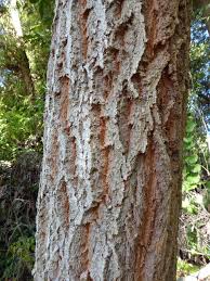 Image result for Eucalyptus robusta