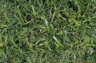 Image result for Kyllinga stenophylla