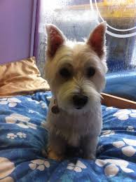 Mangalore pet friendly beach hotels. Bubbles Pet Spa Mangalore Affordable Pet