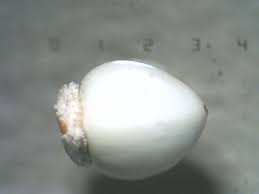 Image result for Scleria arcuata