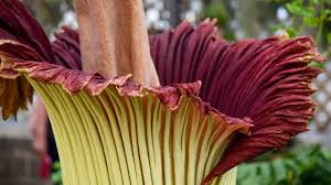 Maybe you would like to learn more about one of these? Corpse Flower At Nc State College Of Agriculture And Life Sciences