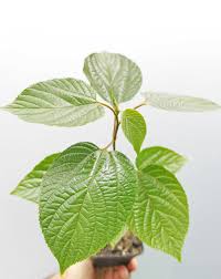 Image result for Hovenia dulcis