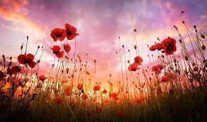 Adrian Borda Stock Photos