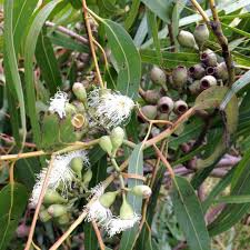 Image result for Eucalyptus citriodora