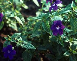 They're so hardy in fact that the leaves will last down to 15 degrees celsius. Annuals For Part To Full Shade Beyond Impatiens And Petunias U Of I Extension
