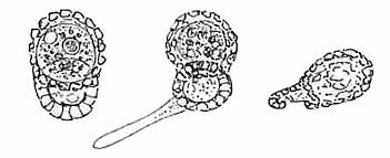 Image result for Centropodia