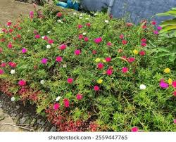 Image result for Portulacaceae