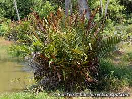 Image result for Acrostichum aureum