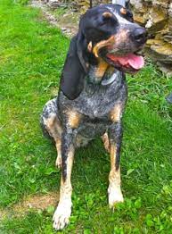 Bluetick Coonhound Breed Information History Health Pictures And More