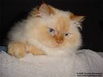 Flame Point Doll Face Himalayan Kitten for SaleDesigner ...
