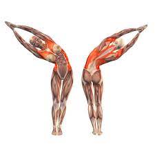 The key to this yoga pose is creating. Yoga Com Yoga Anatomy Yoga Muscles Yoga Poses