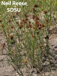 Image result for Juncaceae