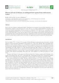 Image result for Rinorea laurentii